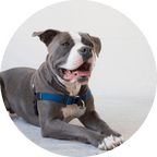 No-Pull Dog Harness product image 10