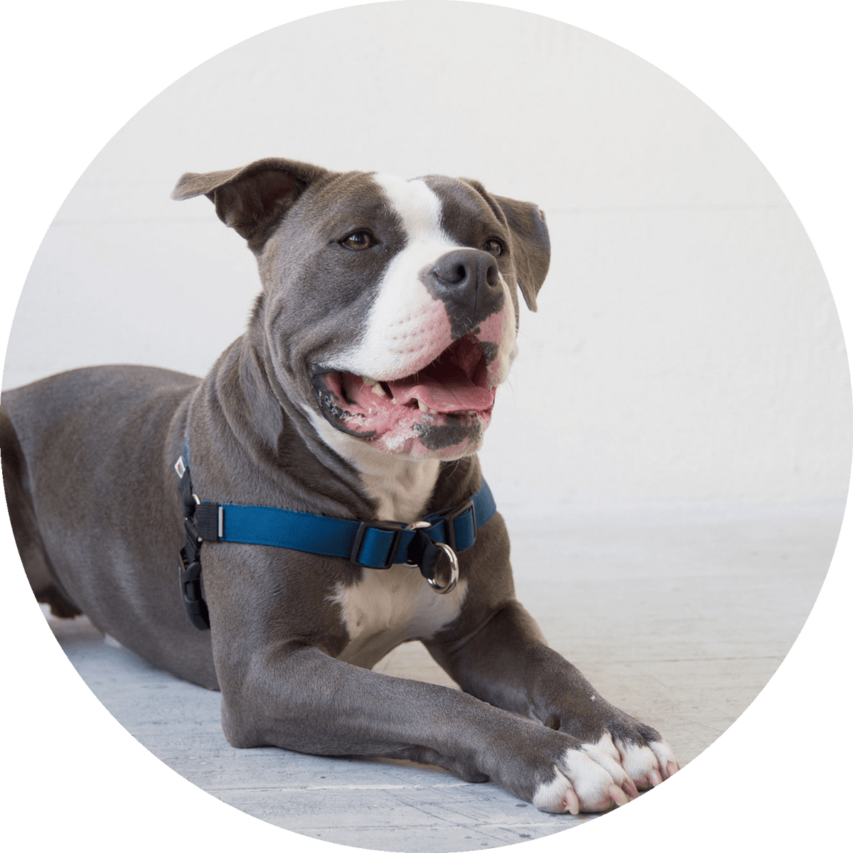 No-Pull Dog Harness product image 10