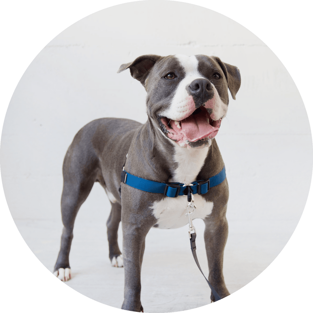 No-Pull Dog Harness product image 12