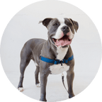 No-Pull Dog Harness product image 12
