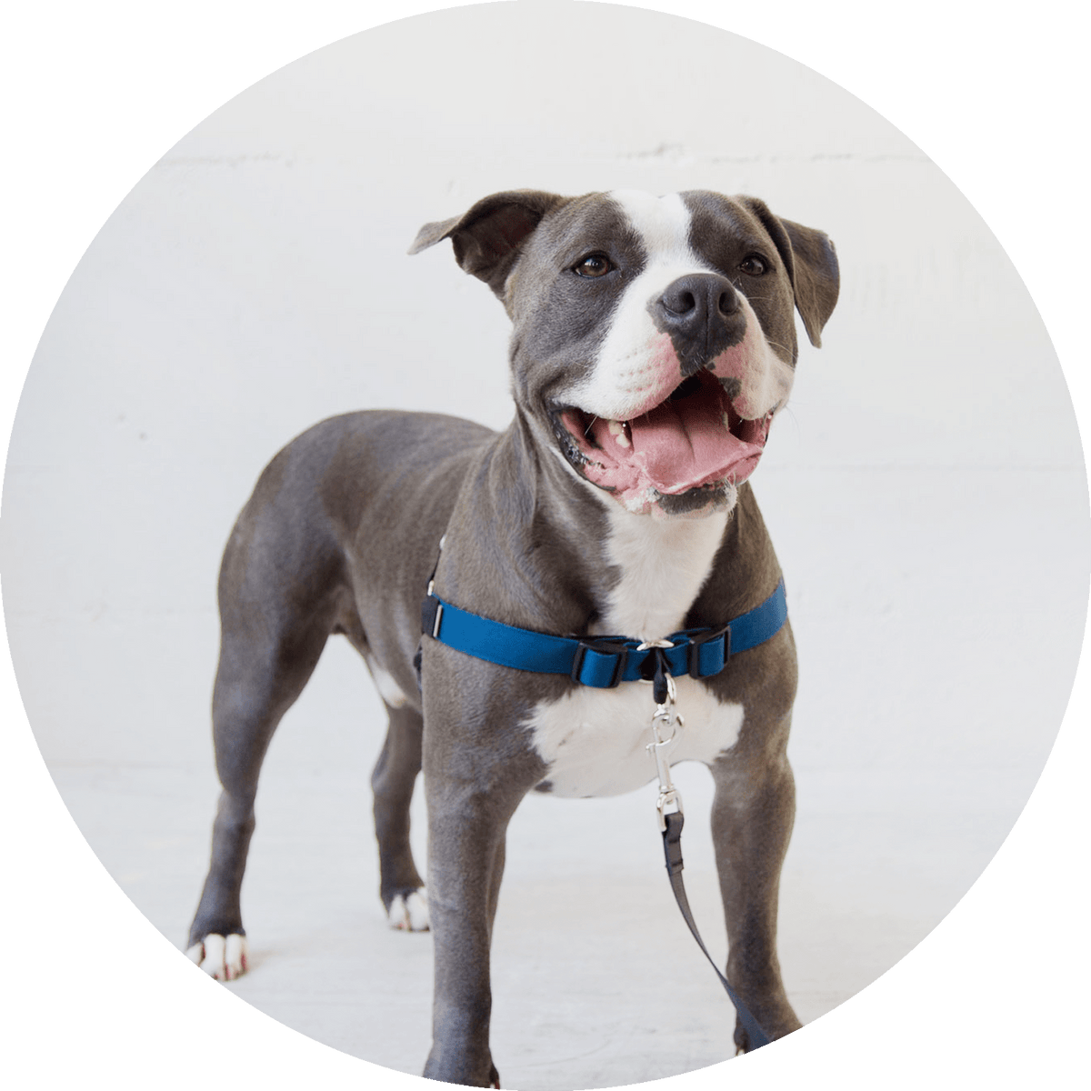 No-Pull Dog Harness product image 12