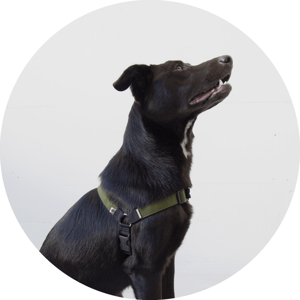 No-Pull Dog Harness product image 14