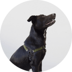 No-Pull Dog Harness product image 14