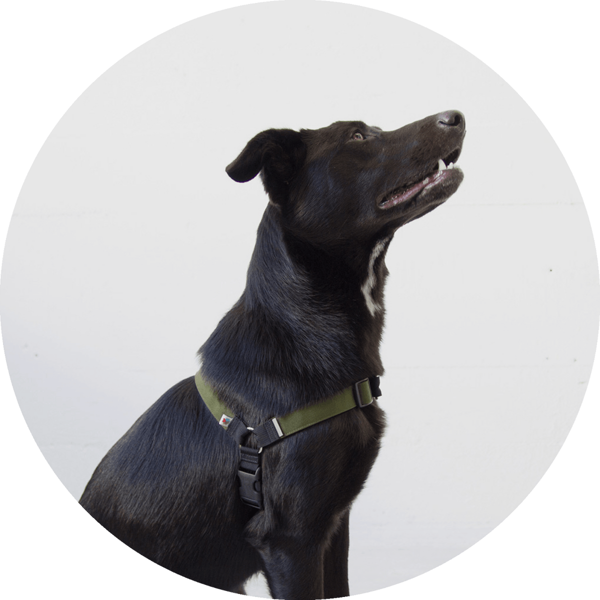 No-Pull Dog Harness product image 14