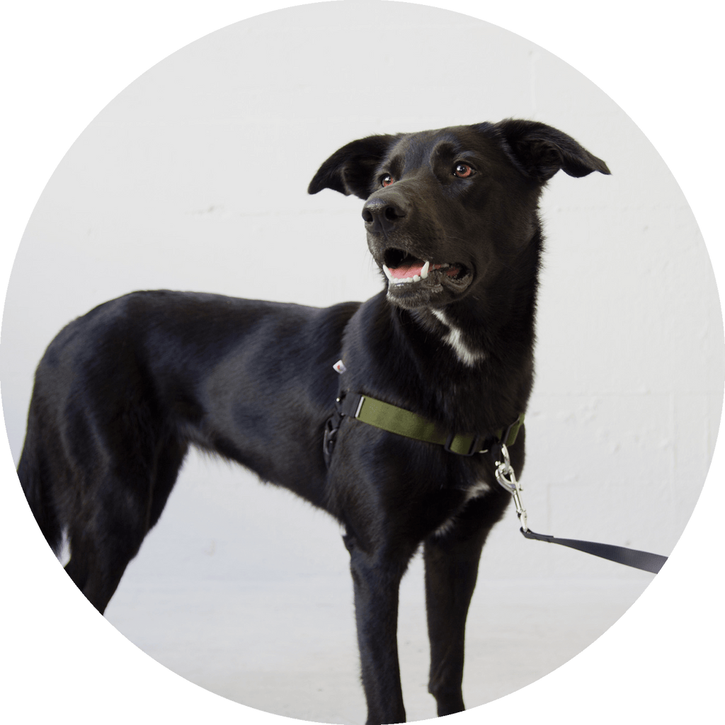No-Pull Dog Harness product image 16