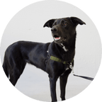 No-Pull Dog Harness product image 16