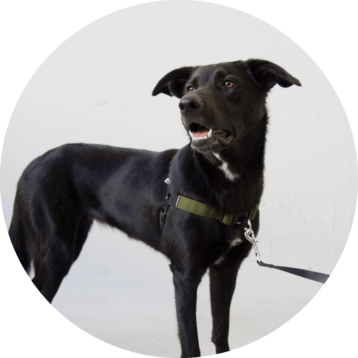 No-Pull Dog Harness product image 16