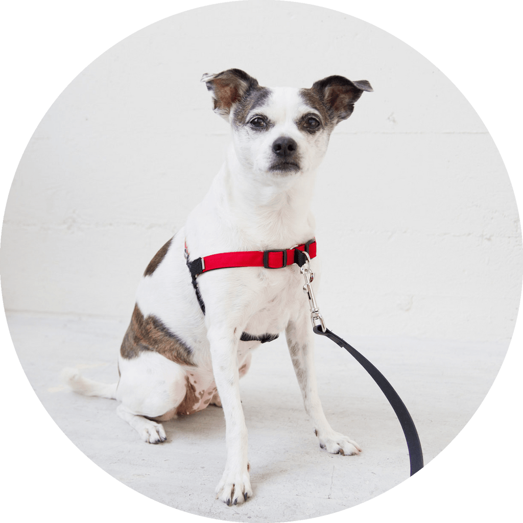 No-Pull Dog Harness product image 18