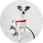 No-Pull Dog Harness product image 18