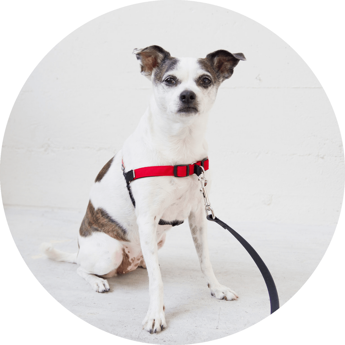 No-Pull Dog Harness product image 18