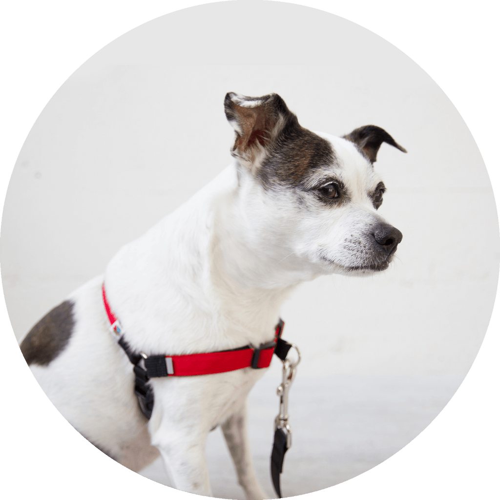 No-Pull Dog Harness product image 20