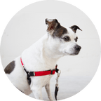 No-Pull Dog Harness product image 20