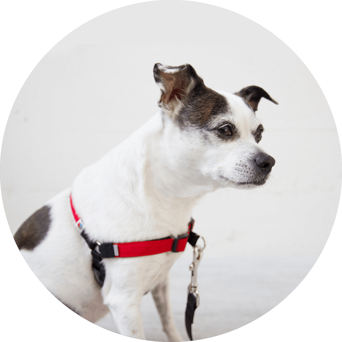 No-Pull Dog Harness product image 20