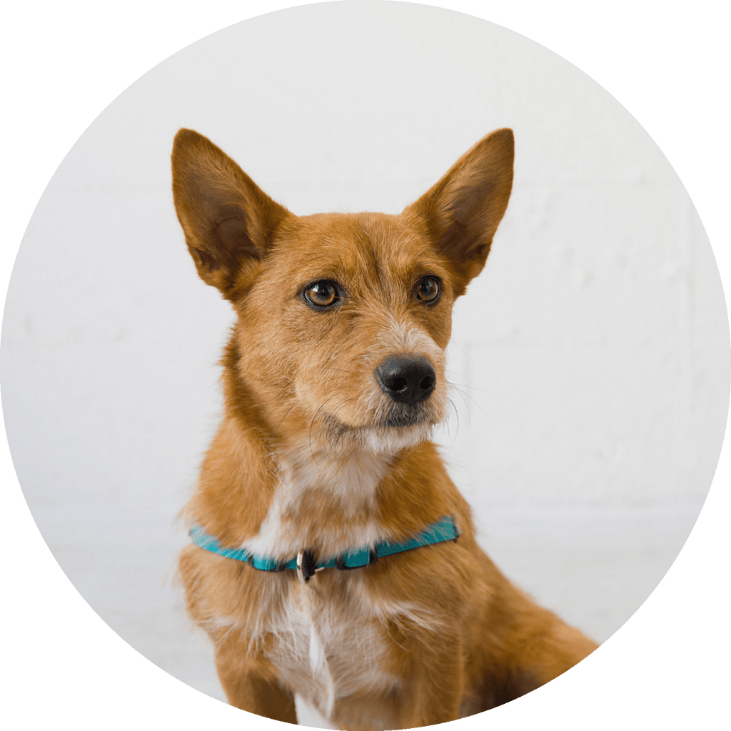 No-Pull Dog Harness product image 22