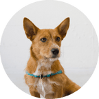 No-Pull Dog Harness product image 22