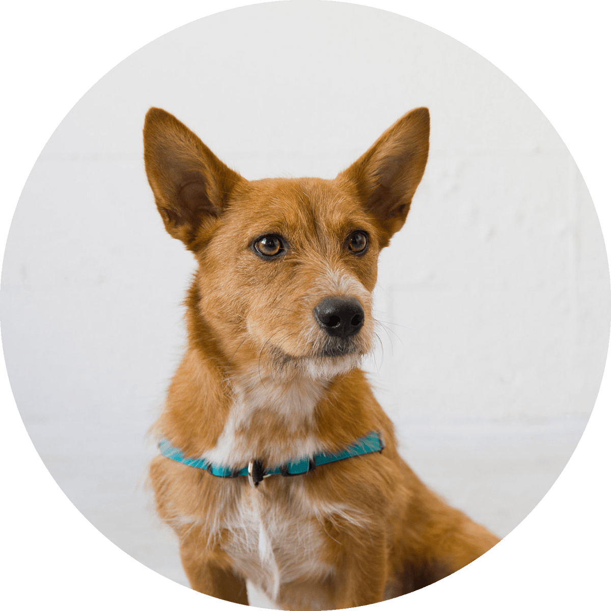 No-Pull Dog Harness product image 22