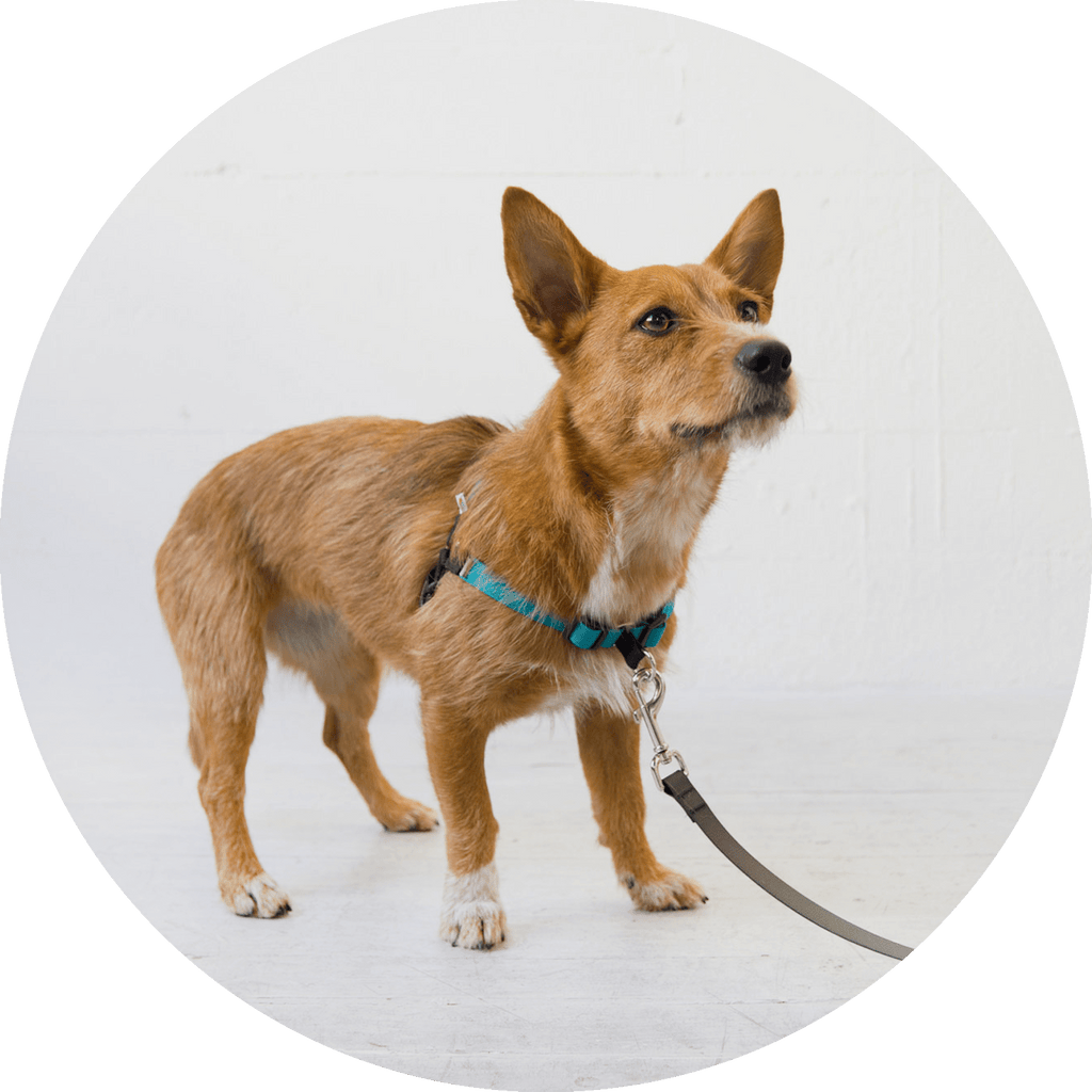 No-Pull Dog Harness product image 24