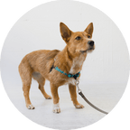 No-Pull Dog Harness product image 24