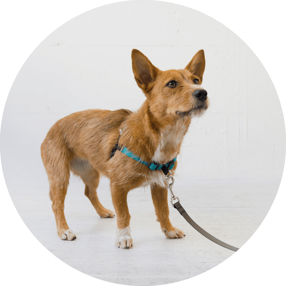 No-Pull Dog Harness product image 24