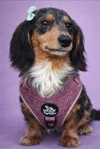 Dog Harness product image 4