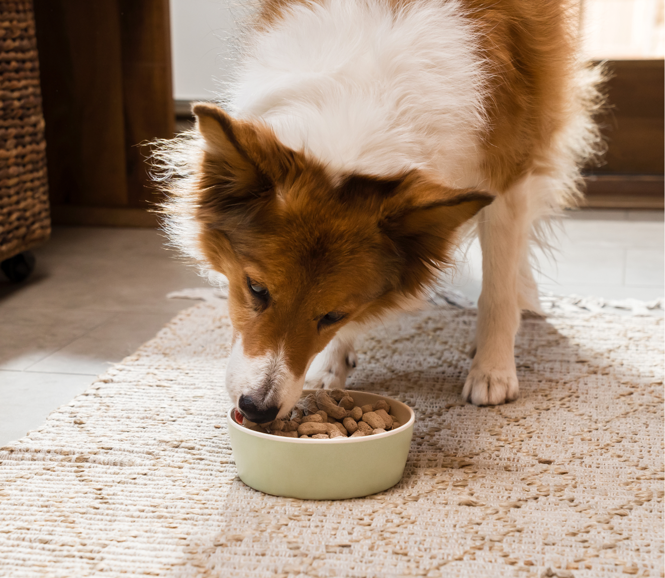 Freeze-Dried Chicken Dog Food Topper product image 5