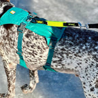 Dog Leash Bungee product image 2