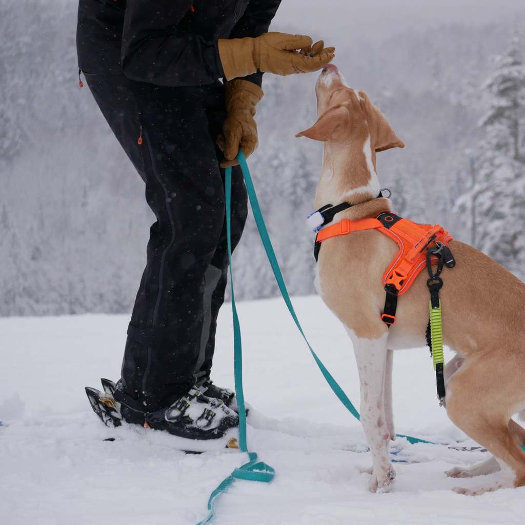 Dog Leash Bungee product image 4