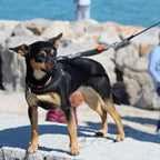 Dog Leash Shock Absorber product image 2