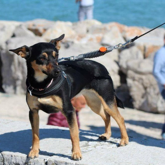 Dog Leash Shock Absorber product image 2
