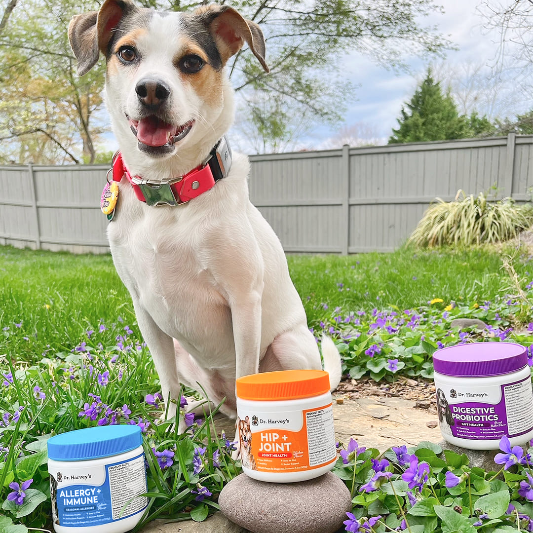 Dog Joint Supplements product image 6
