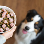 Person holding a white bowl of raw dog food with meat and greens in front of a happy Australian Shepherd