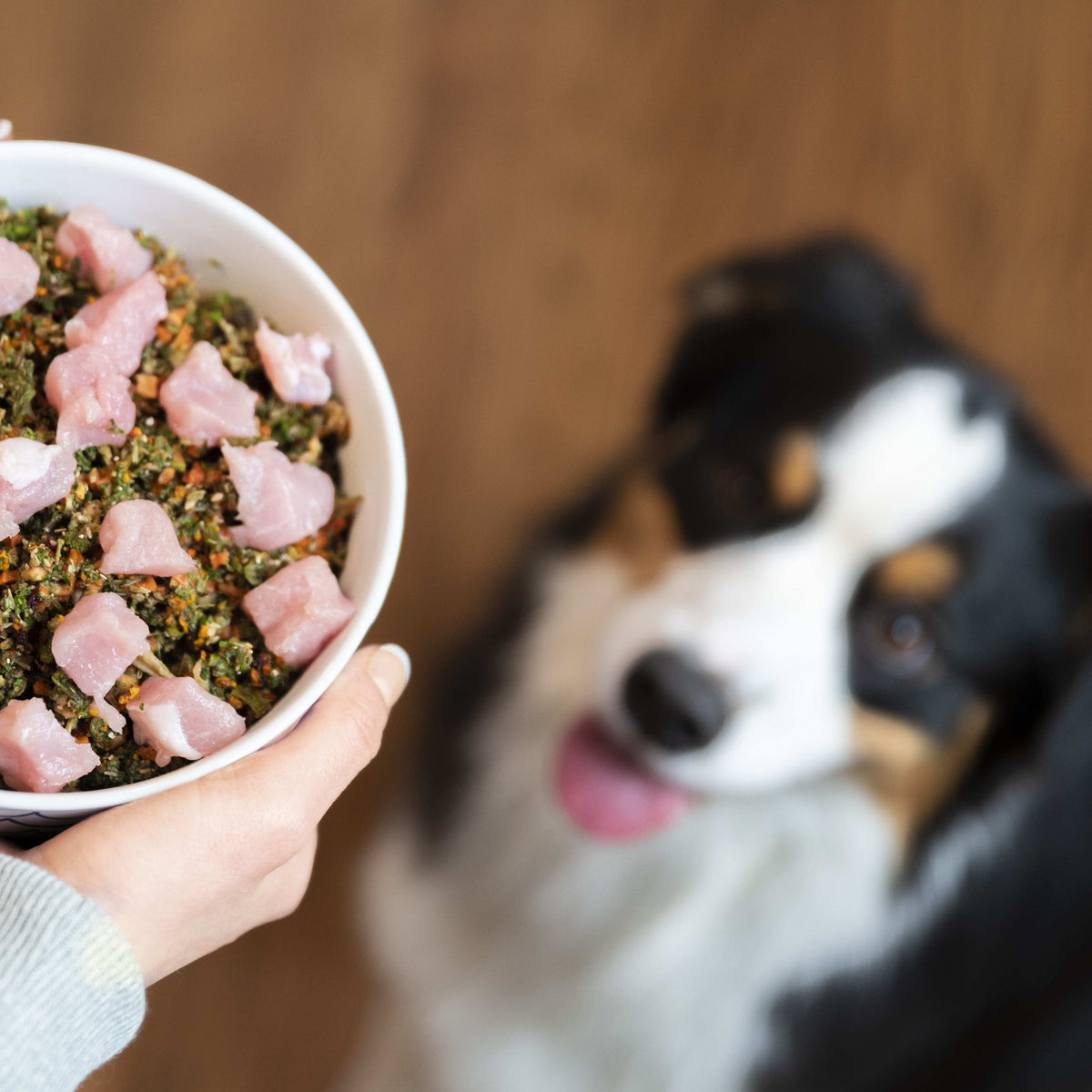 Person holding a white bowl of raw dog food with meat and greens in front of a happy Australian Shepherd