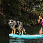 Waterproof Dog Leash product image 3
