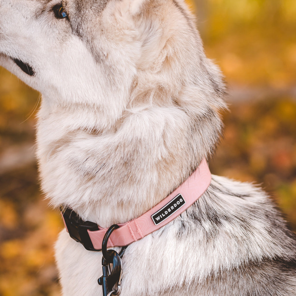 Waterproof Dog Collar product image 2