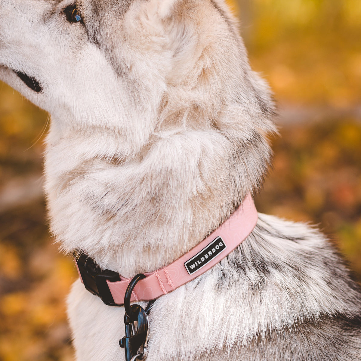 Waterproof Dog Collar product image 2
