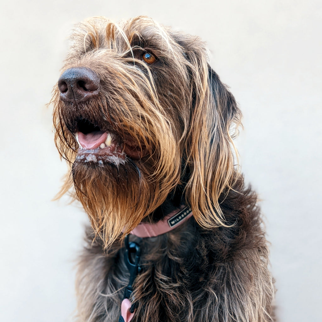 Waterproof Dog Collar product image 5