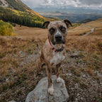 Waterproof Dog Collar product image 6