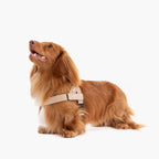 Adjustable Grab-Handle Dog Harness product image 63