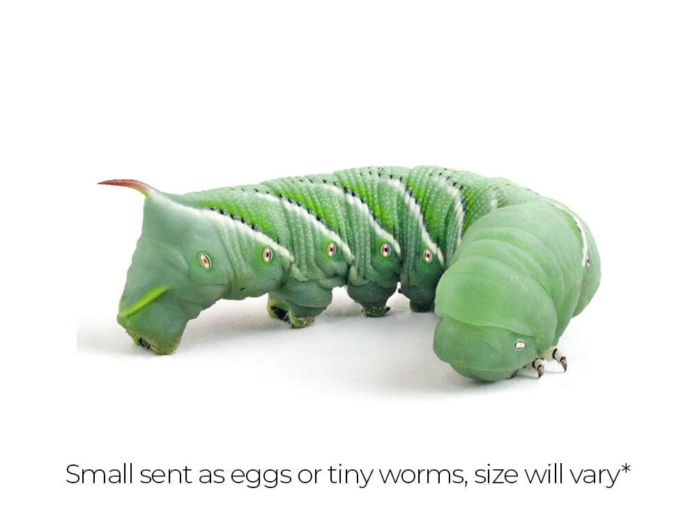 Live Hornworm Feeder Cup product image 1