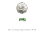 Live Hornworm Feeder Cup product image 2