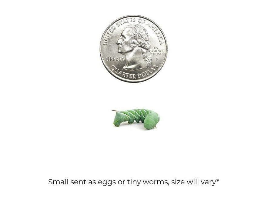 Live Hornworm Feeder Cup product image 2