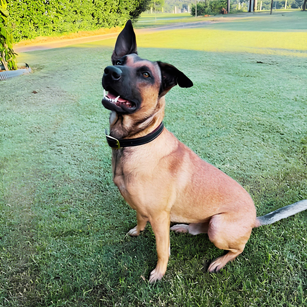 Leather Dog Collar for Strong, Comfortable Handling: Padded Veg-Tanned Design with Brass Hardware