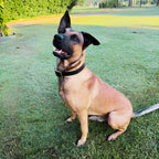 Leather Dog Collar for Strong, Comfortable Handling: Padded Veg-Tanned Design with Brass Hardware