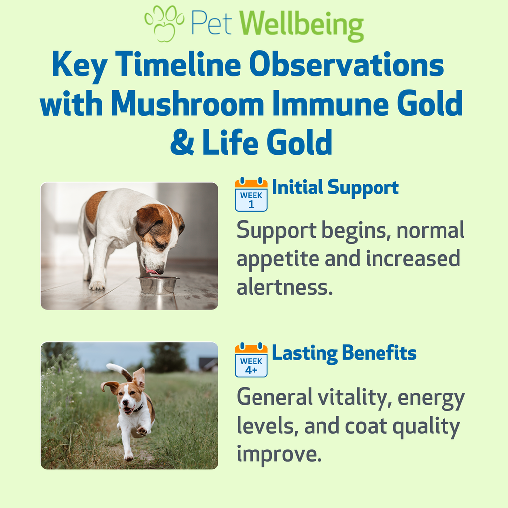 Dog immune support supplement kit for antioxidant balance and everyday holistic wellness, two liquid formulas
