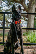 Integrated E-Collar Dog Collar product image 2