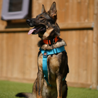 Working Dog Harness product image 4
