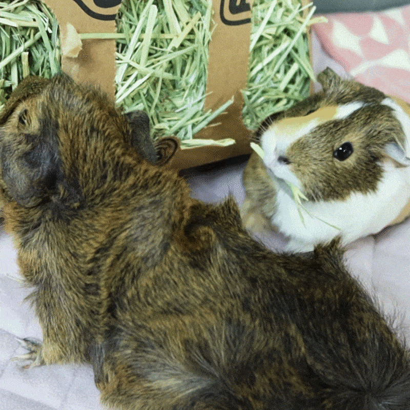 Timothy Hay Bars for Small Pets product image 4