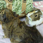 Timothy Hay Bars for Small Pets product image 4