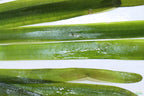 Live Jungle Vallisneria Aquarium Plant product image 2