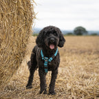 Magenta No-Pull Dog Training Harness product image 13